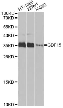 GDF15 Antibody