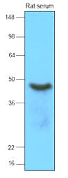 Monoclonal Mouse anti-Human SERPINA12 / Vaspin Antibody (clone 1C4, aa21-414, WB)