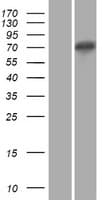 XKR5 Protein (Over-Expression Lysate Myc-DDK (Flag))