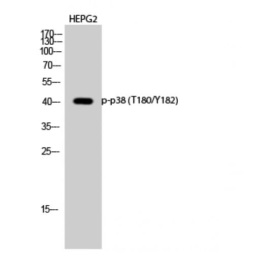 MAPK14 / p38 Antibody (120-200 aa)