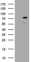 Monoclonal Mouse anti-Human CCDC93 Antibody (clone OTI2A4, WB)