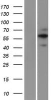 FAM20A Protein (Over-Expression Lysate Myc-DDK (Flag))