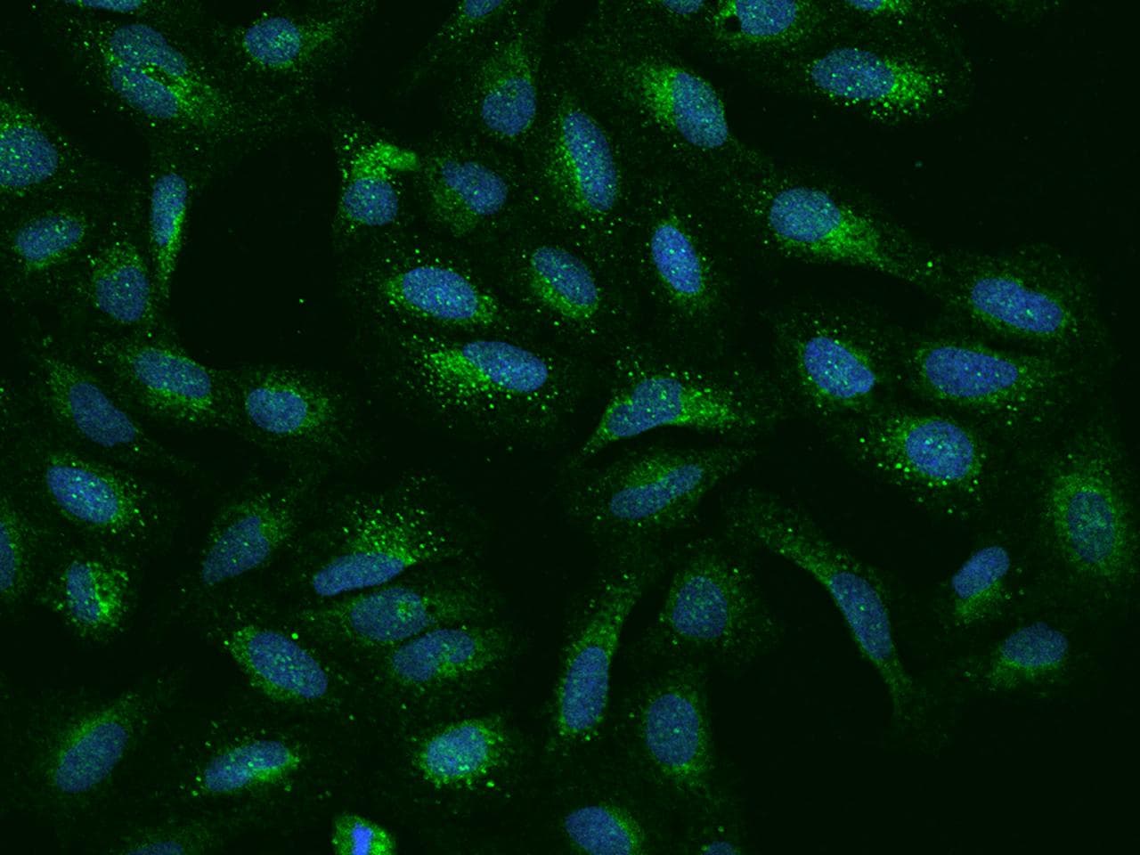 EFCBP2 / NECAB2 Antibody