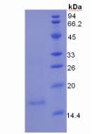 Human MUC5B Protein (Recombinant His)