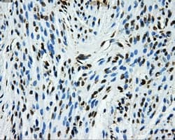 GRIPAP1 / GRASP1 Antibody (clone OTI1E3, Carrier-free)