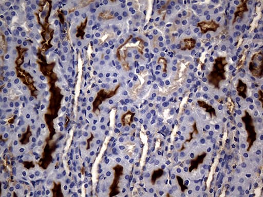 Monoclonal Mouse anti-Human MME / CD10 Antibody (clone UMAB236, Carrier-free, aa411-750, IHC, WB)