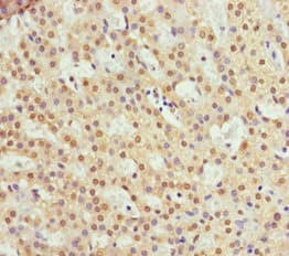 RFFL Antibody