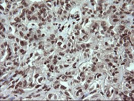 PCDH7 Antibody (clone OTI1F7)