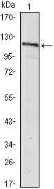 USP7 / HAUSP Antibody (clone 5F11)