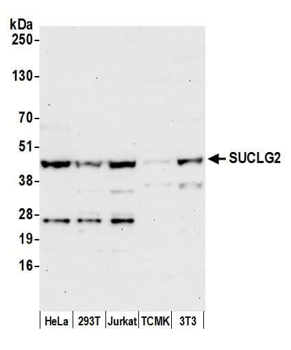 SUCLG2 Antibody (aa25-75)