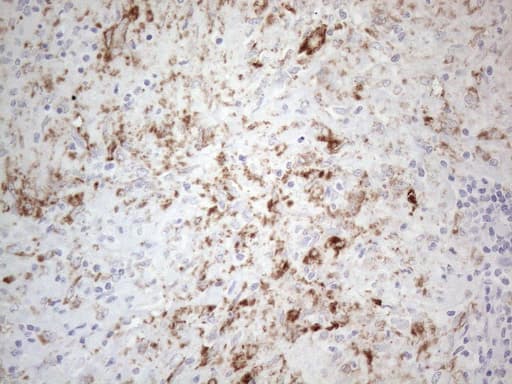 PELI1 / Pellino 1 Antibody (aa1-245, clone OTI10D1)