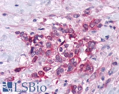 PathPlus™ GPRC6A Antibody (N-Terminus)