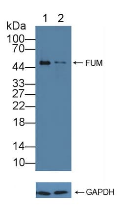 Polyclonal Rabbit anti-Mouse FH / Fumarase / MCL Antibody (aa42-185, WB)