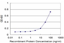 Monoclonal Mouse anti-Human PIK4CB / PI4KB Antibody (clone 3B1, WB)