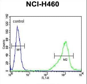 ALDH1A1 / ALDH1 Antibody