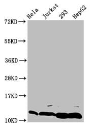 Polyclonal Rabbit anti-Human HIST1H4I Antibody (IF, WB)