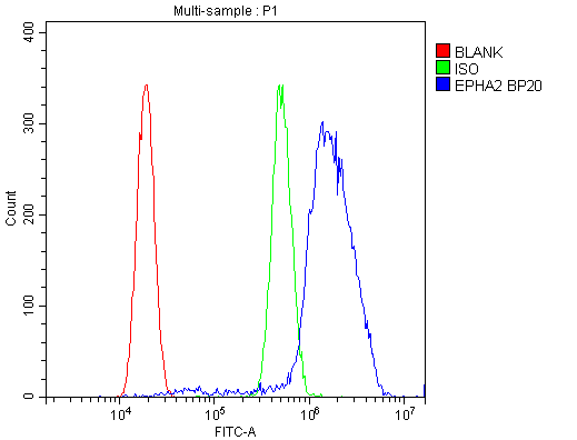 EPHA2 / EPH Receptor A2 Antibody