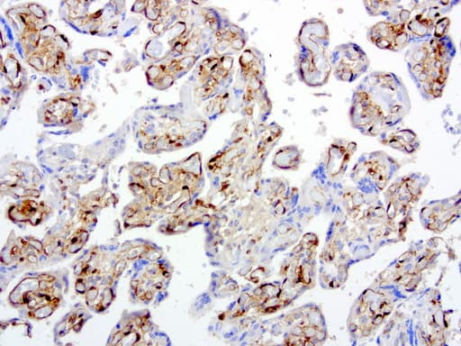 Monoclonal Mouse anti-Human IDO1 / IDO Antibody (clone UMAB126, Carrier-free, IHC, IF, WB)