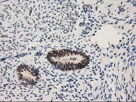 NHEJ1 / XLF Antibody (clone OTI3E6)