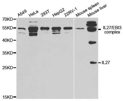 IL27 Antibody