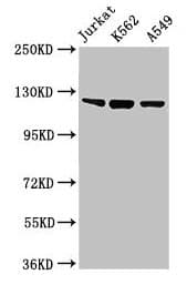 TLR7 / CD287 Antibody
