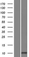FLJ25363 Protein (Over-Expression Lysate Myc-DDK (Flag))