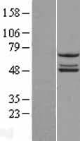 NDUFS2 Protein (Over-Expression Lysate Myc-DDK (Flag))