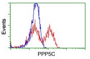 PPP5C Antibody (clone OTI2E12)