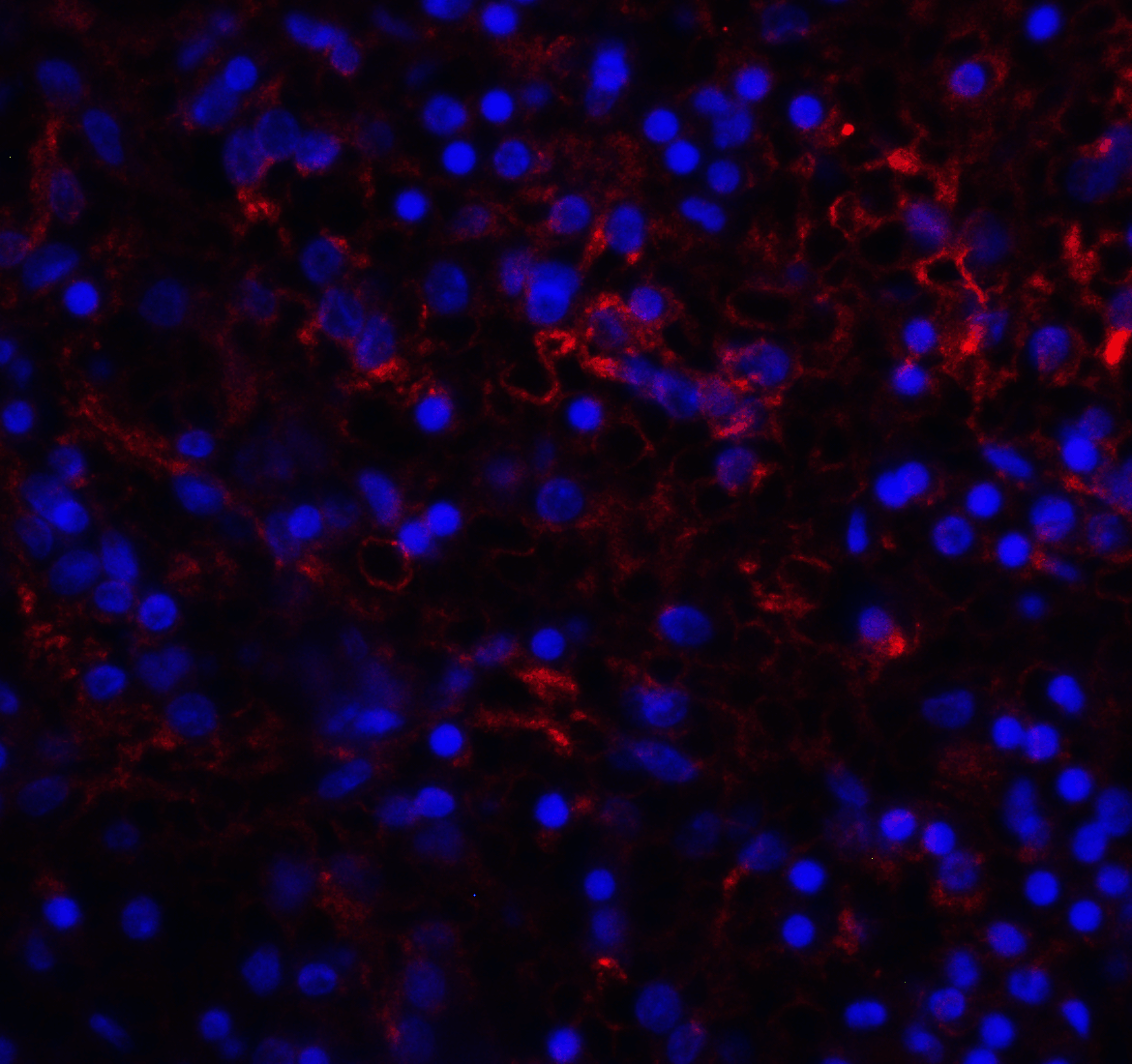 VSIR / GI24 / VISTA Antibody (clone 6D2)
