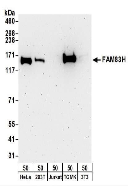 FAM83H Antibody (aa1129-1179)