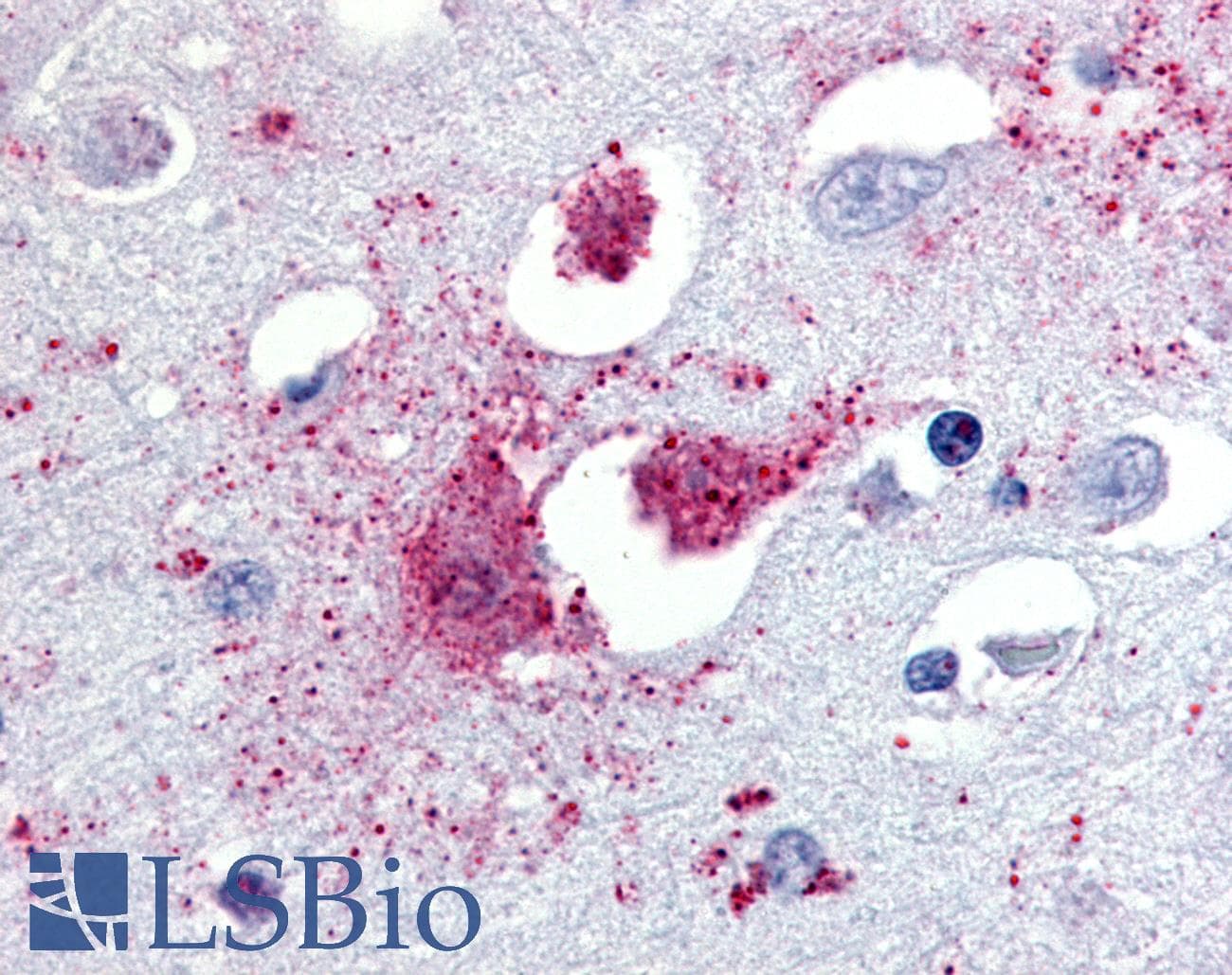 IHC-plus™ Polyclonal Rabbit anti-Human TAAR1 / TA1 Antibody (N-Terminus, IHC)
