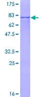 Human DDOST / OST48 Protein (Recombinant GST)