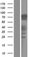 PANX2 / Pannexin 2 Protein (Over-Expression Lysate Myc-DDK (Flag))