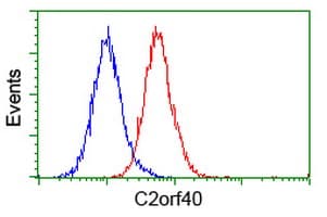C2orf40 / ECRG4 Antibody (clone OTI3B10)