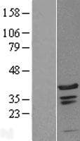 Human C1orf131 Protein (Over-Expression Lysate Myc-DDK (Flag))
