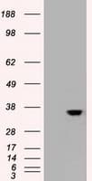 CDX2 Antibody (clone OTI3G4)