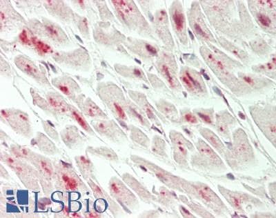 IHC-plus™ NFIB Antibody (aa325-375)