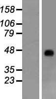 RHAG Protein (Over-Expression Lysate Myc-DDK (Flag))
