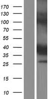 CYB5RL Protein (Over-Expression Lysate Myc-DDK (Flag))