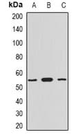 MYOT / Myotilin Antibody