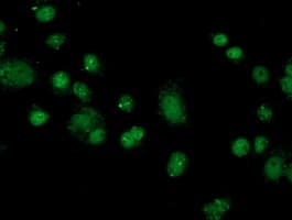 FKBPL Antibody (clone OTI2D8)