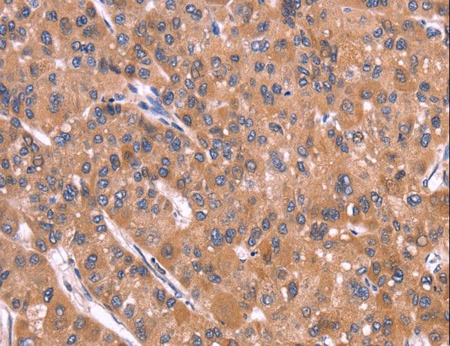 CRISP3 Antibody