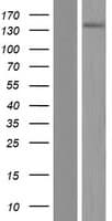 SYDE2 Protein (Over-Expression Lysate Myc-DDK (Flag))