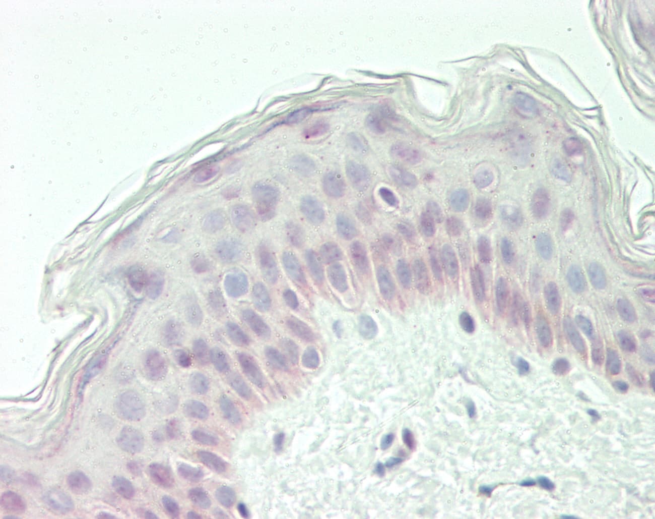 BLZF1 Antibody (C-Terminus)