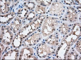 PFN1 / Profilin 1 Antibody (clone OTI2D2, Carrier-free)