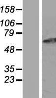 GPR152 Protein (Over-Expression Lysate Myc-DDK (Flag))