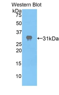 APAF1 / APAF-1 Antibody (aa872-1135)