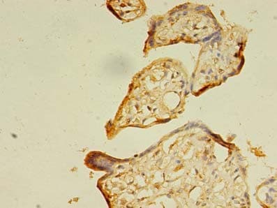SEC31A / HSPC275 Antibody