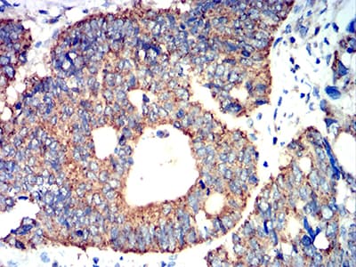ATG3 Antibody (clone 2C10A12)
