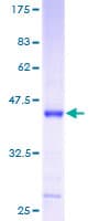 Human MRPS12 / RPSM12 Protein (Recombinant GST)